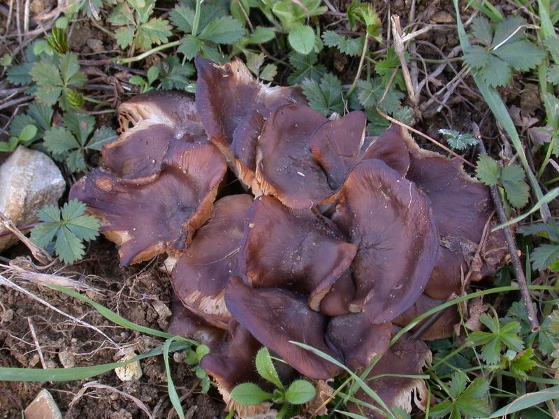 Escursione in cipresseta